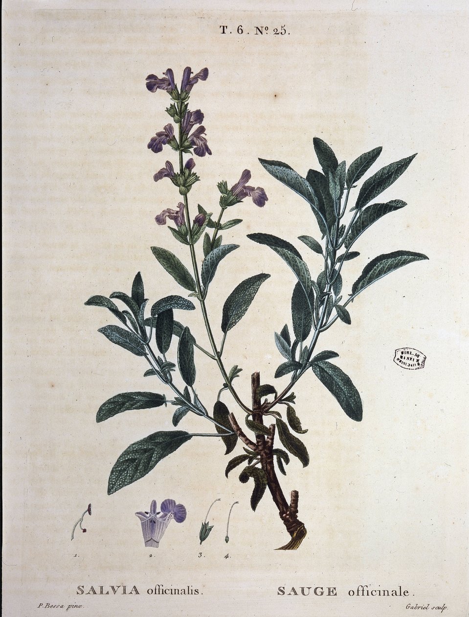 Salvia oficinal - en "Nuevo Duhamel o tratado de los árboles y arbustos que crecen en Francia", dibujos de P.J. Redouté y P. Bessa, París de Pierre Joseph Redouté