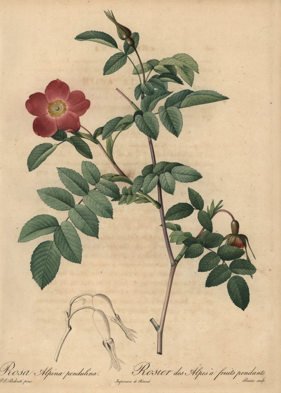 Rosa alpina escarlata, Rosa pendulina de Pierre Joseph Redouté