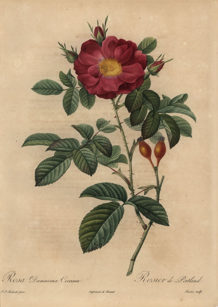 Rosa damascena escarlata, Rosa damascena de Pierre Joseph Redouté