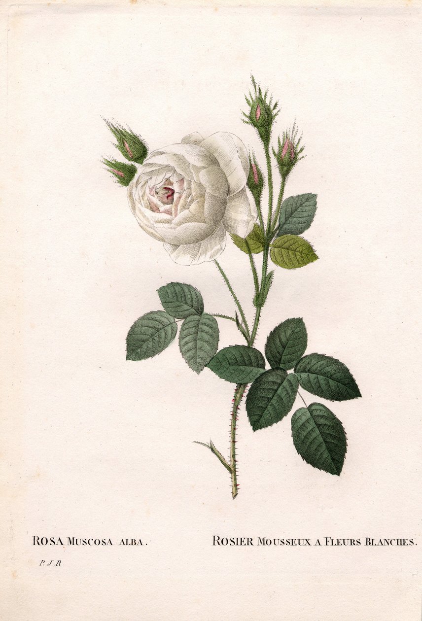 Rosa musgosa blanca de Shailer, variedad Rosa centifolia alba-muscosa, Rosa brillante con flores blancas. Grabado en cobre a mano coloreado de 