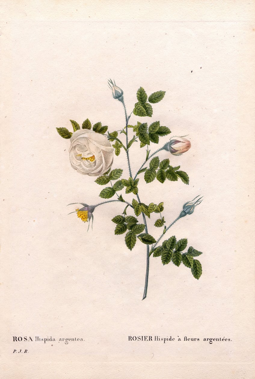Rosa tomentosa variedad de flores plateadas. Grabado de Pierre Joseph Redouté en 