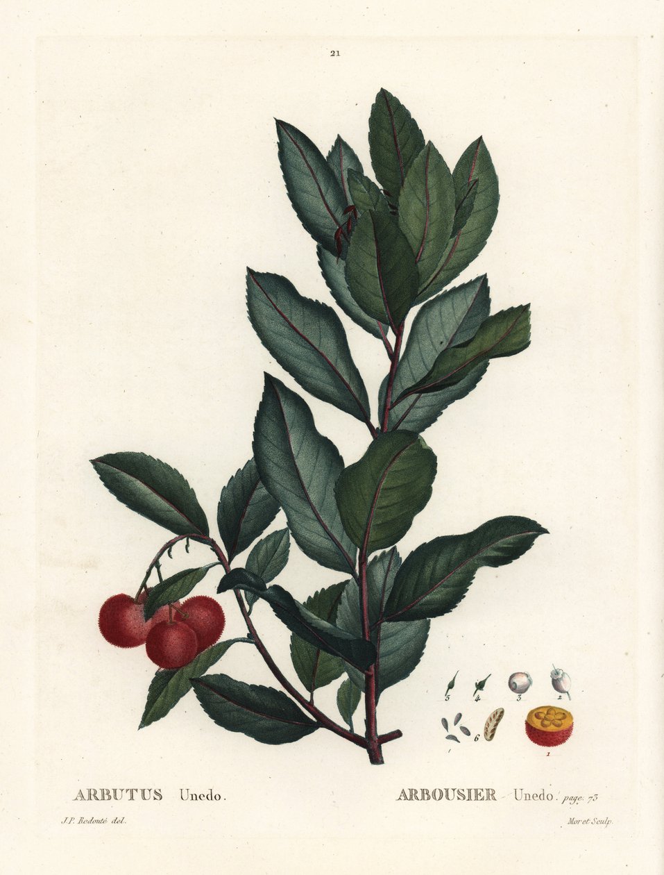 Madroño, Arbutus unedo. Grabado a mano en color después de una ilustración de Pierre-Joseph Redouté del Tratado de Árboles y Arbustos de Henri Louis Duhamel du Monceau, París de Pierre Joseph Redouté