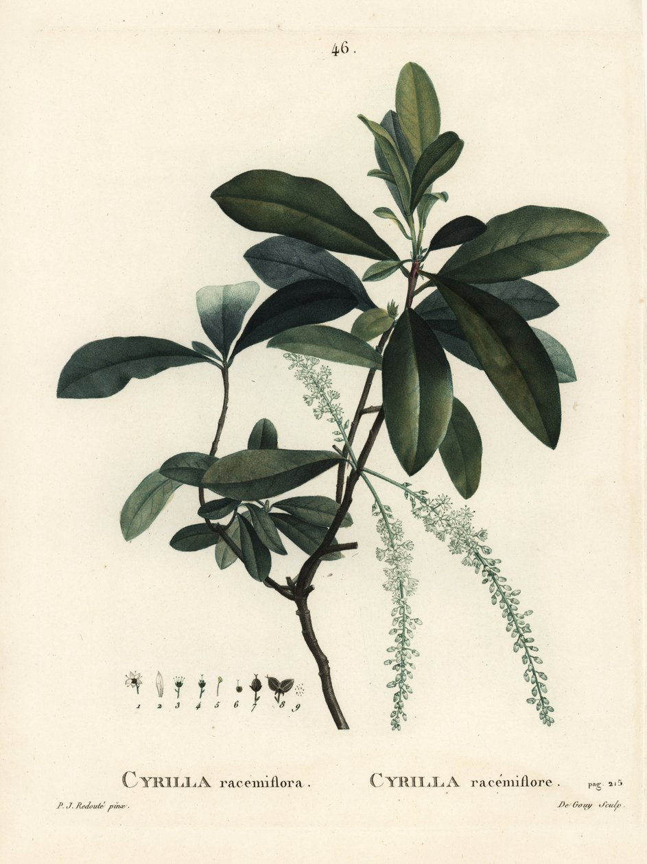 Cyrilla de pantano, Cyrilla racemiflora. Grabado a puntos de color a mano por De Gouy después de una ilustración de Pierre-Joseph Redouté del Tratado de los Árboles y Arbustos de Henri Louis Duhamel du Monceau, París de Pierre Joseph Redouté