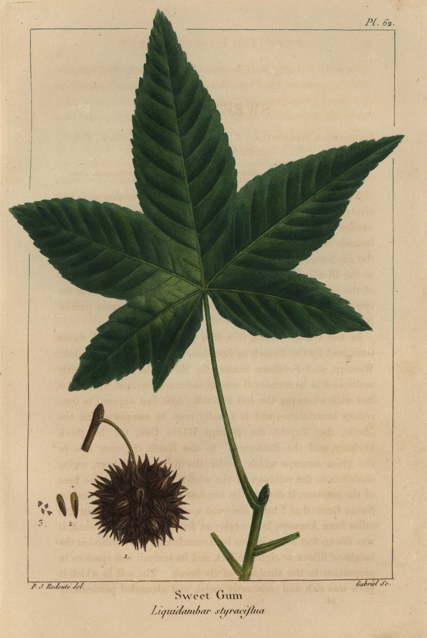 Árbol de goma dulce, Liquidambar styraciflua de Pierre Joseph Redouté