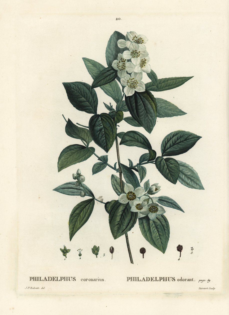 Falso naranjo dulce, cornejo inglés, Philadelphus coronarius. Grabado a puntos de color a mano por Tassaert después de una ilustración de Pierre-Joseph Redouté del Tratado de los Árboles y Arbustos de Henri Louis Duhamel du Monceau, París de Pierre Joseph Redouté
