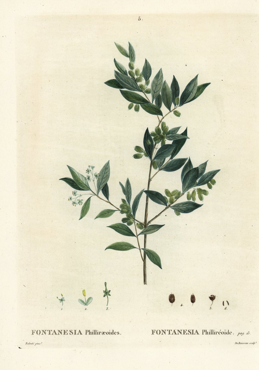 Fontanesia phillyreoides de Pierre Joseph Redouté