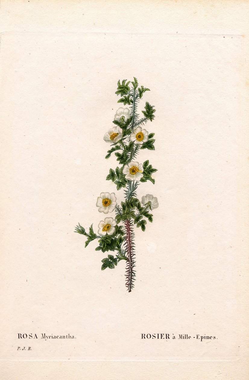 Rosa de mil espinas, Rosa myriacantha, Rosa de mil espinas. Grabado en cobre a mano de Pierre Joseph Redoute