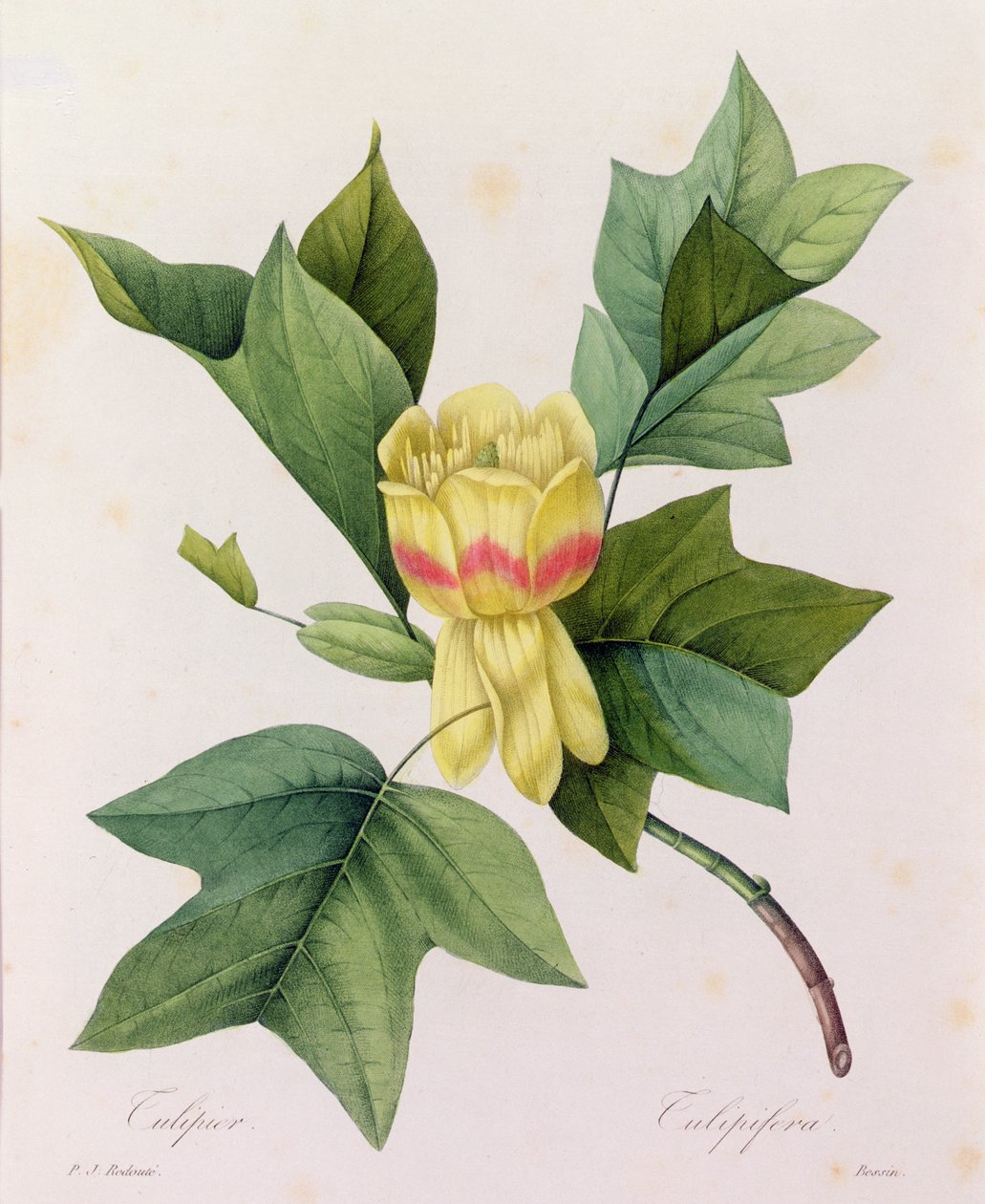 Tulipifera (grabado en color) de Pierre Joseph Redouté