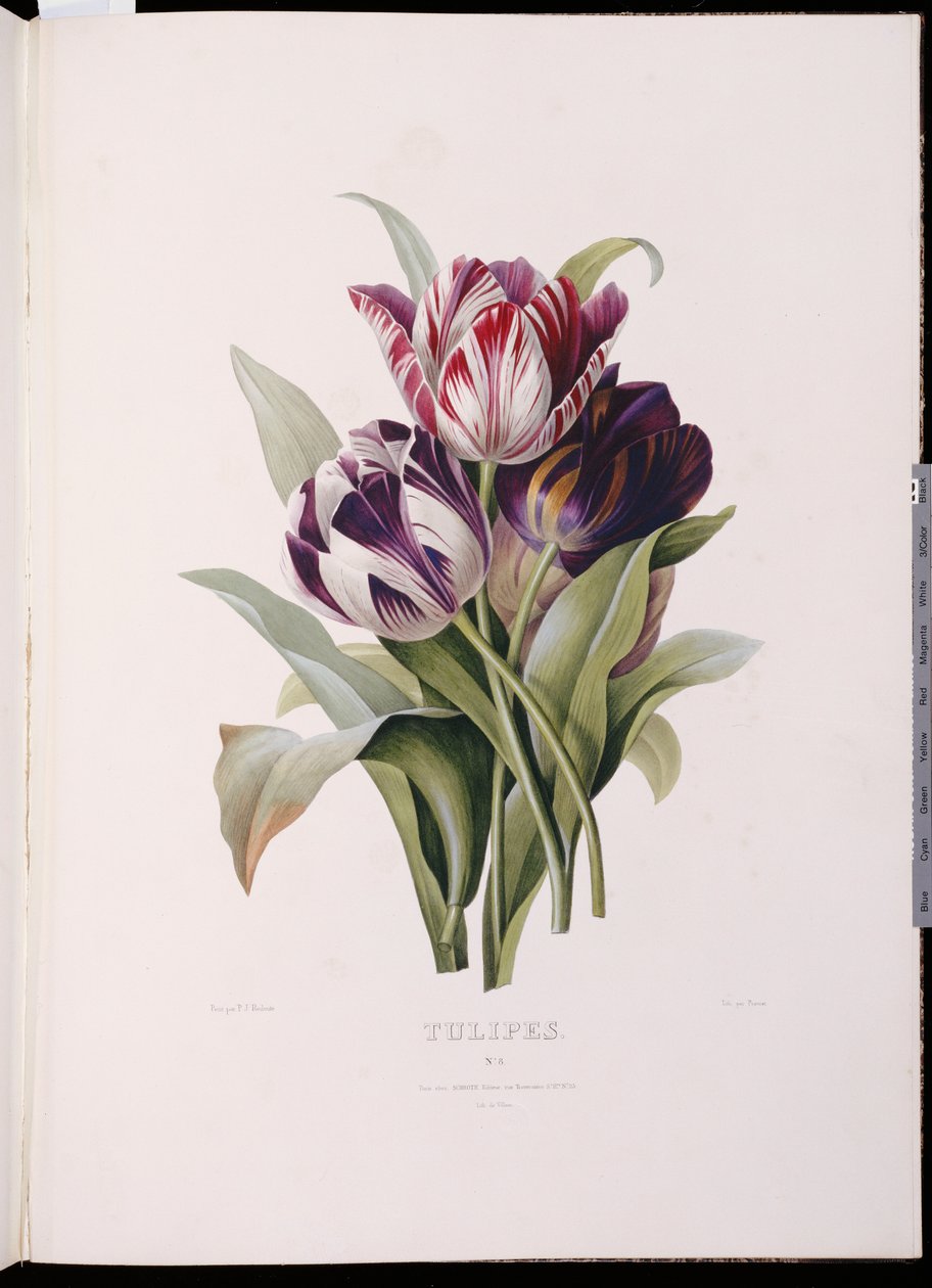 Tulipanes, de "Una Fina Serie de Ramo de Flores" de Pierre Joseph Redouté