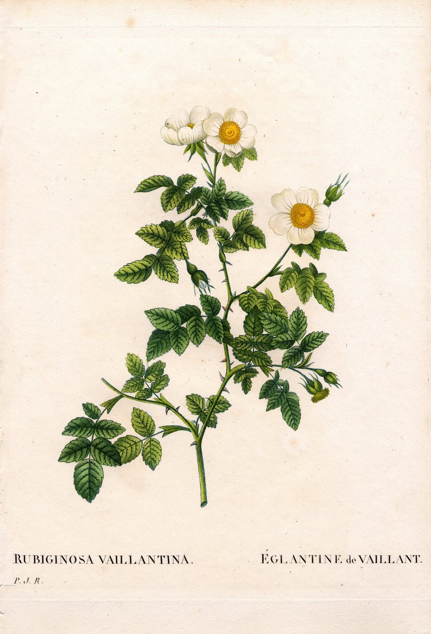 Rosa eglantina de Vaillant, variedad Rosa rubiginosa, L