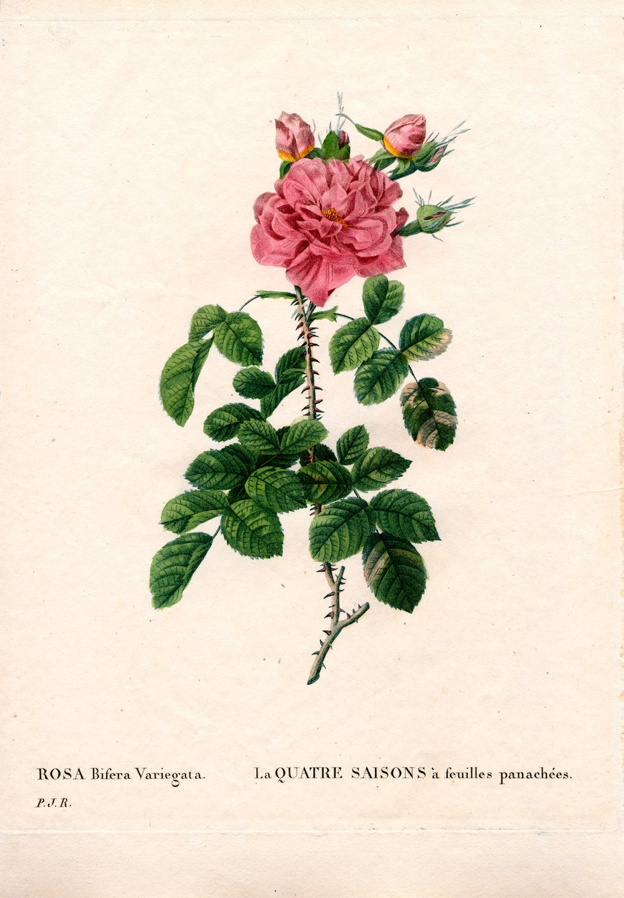 Cuatro estaciones rosadas variadas, Rosa damascena var. bifera. Grabado en cobre a mano coloreado de “Les Roses” de Pierre Joseph Redouté, París de Pierre Joseph Redouté