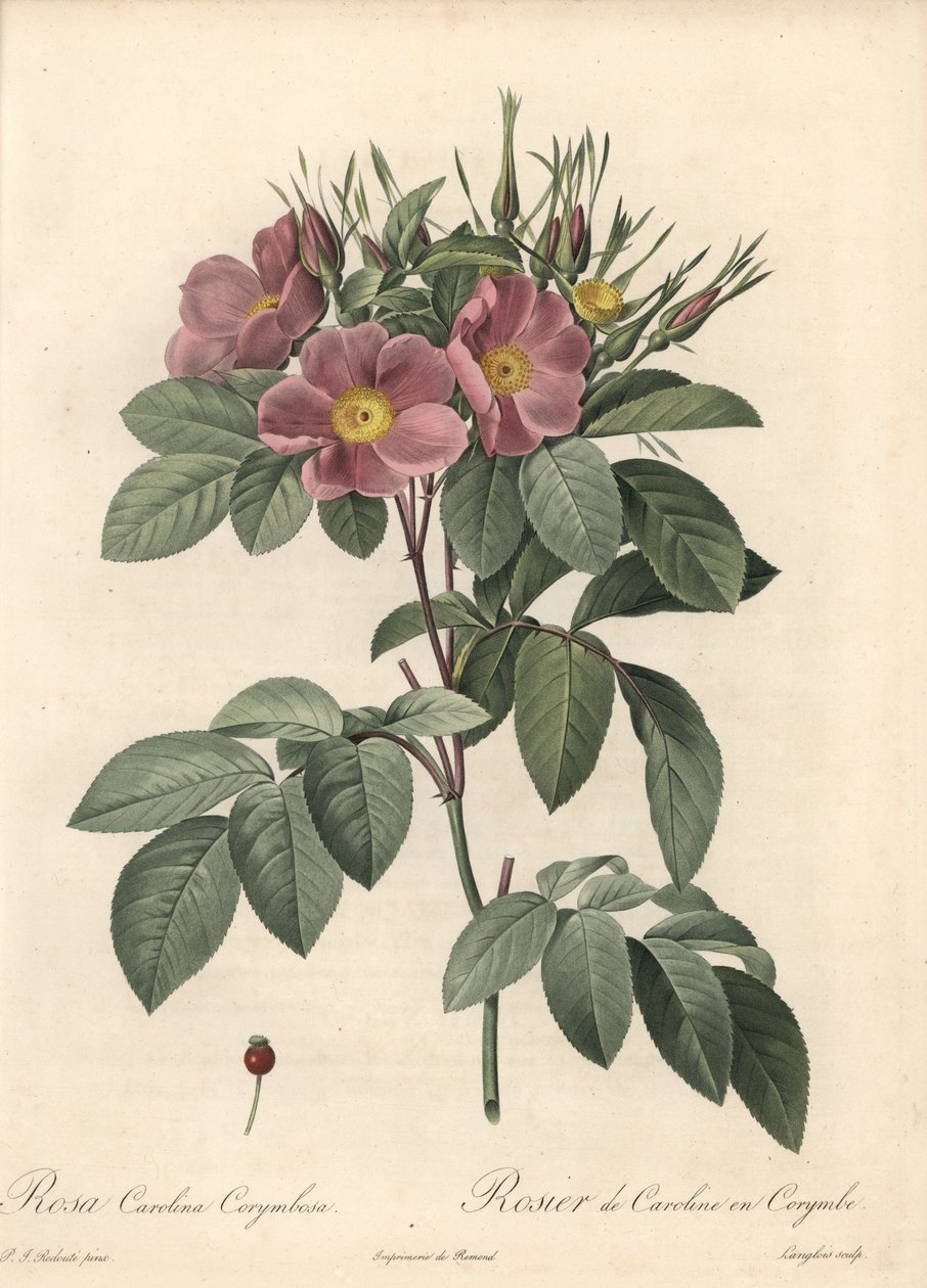 Rosa de Virginia, flores oscuras - Eau forte de Langlois, basada en una ilustración de Pierre Joseph Redoute, de Les Roses de Pierre Joseph Redouté