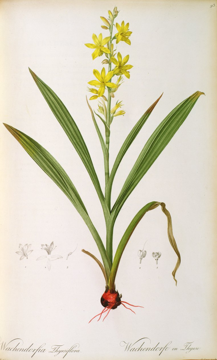 Wachendorfia Thyrsiflora, de 