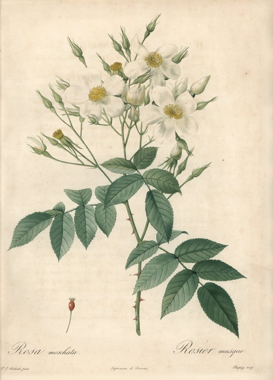 Flores blancas rosa almizcleña - Aguafuerte de Chapuy, basado en una ilustración de Pierre Joseph Redoute, de Les Roses de Pierre Joseph Redouté