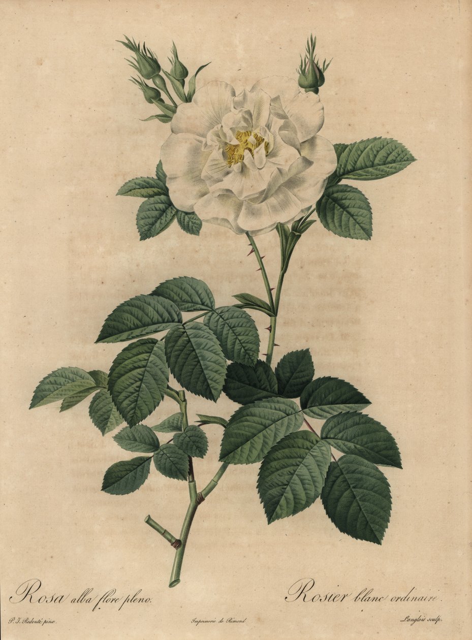 Rosa blanca, Rosa alba flore pleno de Pierre Joseph Redouté