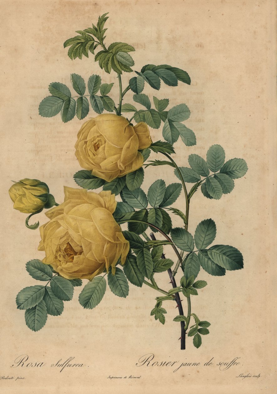 Rosa sulfúrea amarilla, Rosa hemisphaerica de Pierre Joseph Redouté