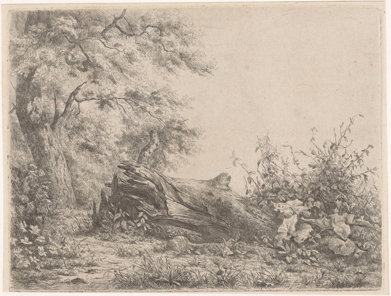 Árbol caído al borde del bosque Cinco pruebas de aguafuerte (título de la serie) de Pierre Louis Dubourcq