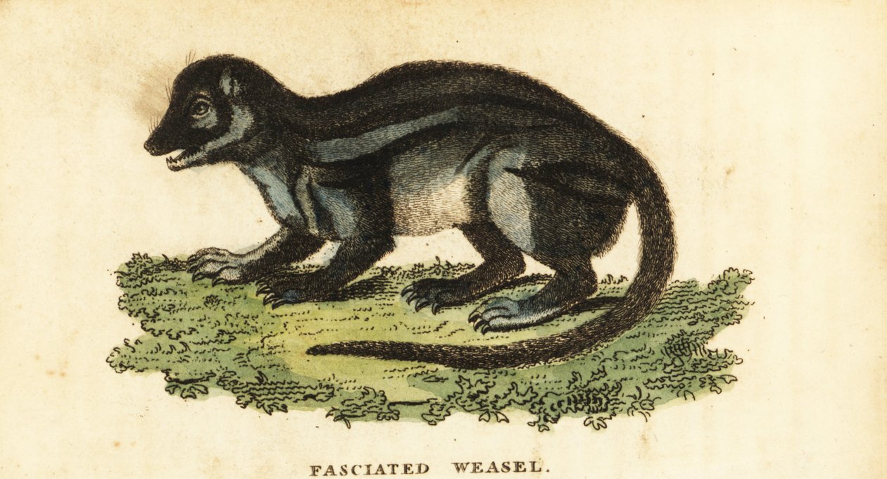 Mangosta malgache de rayas anchas, Galidictis fasciata.,1800 (grabado) de Pierre Sonnerat