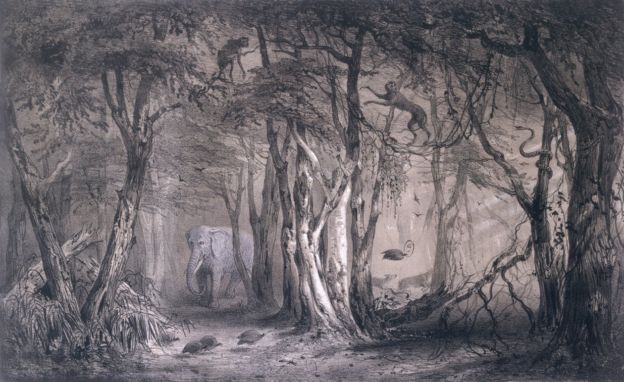 Selva virgen en el borde del Nilo Azul, de Viajes al Sudán Oriental y en el África Septentrional por Pierre Tremaux (1818-95) grabado por Tirpenne y J. Gaildrau, 1852 de Pierre Tremaux