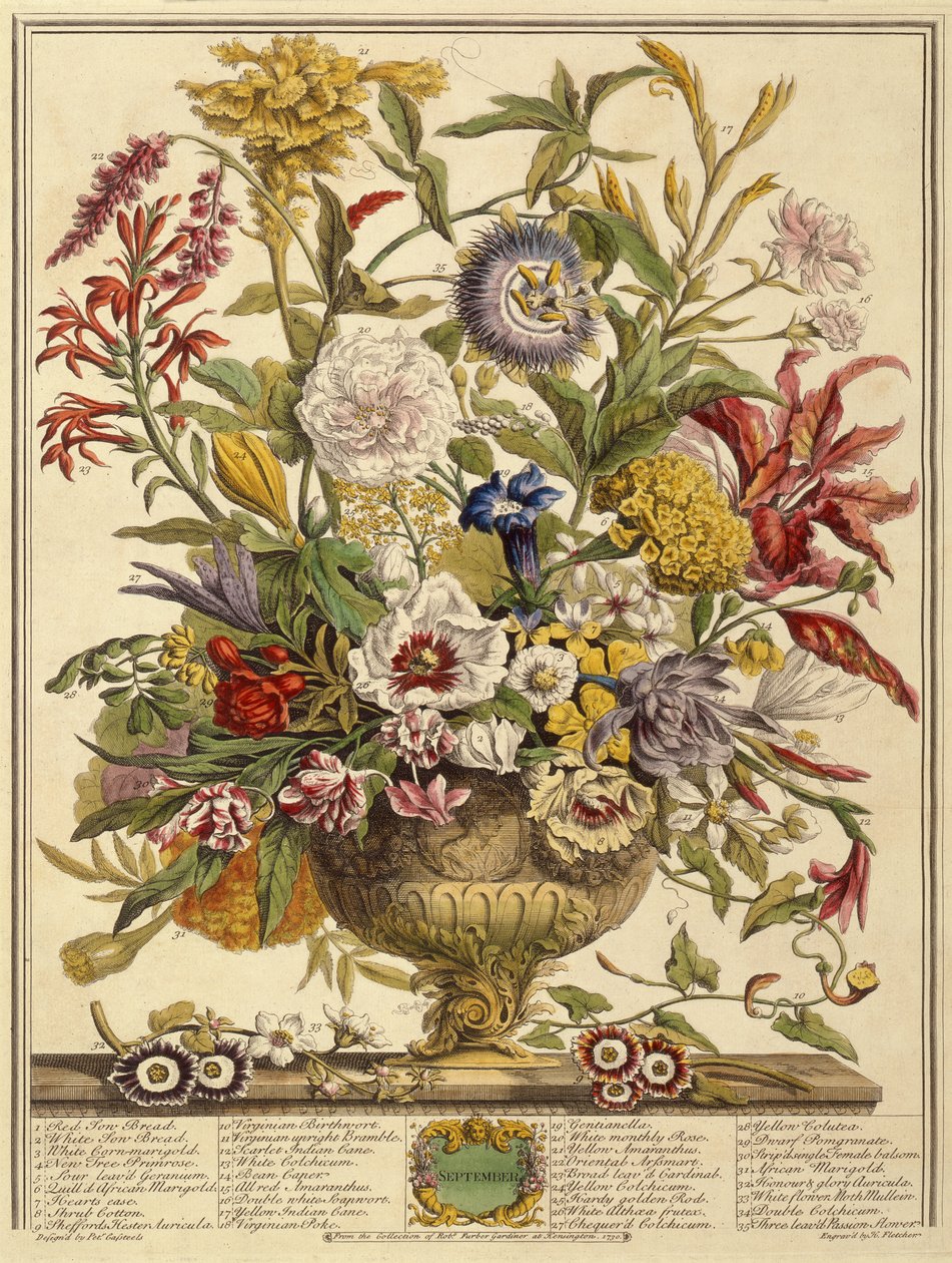 Septiembre, de Doce Meses de Flores de Robert Furber (c.1674-1756) grabado por Henry Fletcher (grabado en color) de Pieter after Casteels