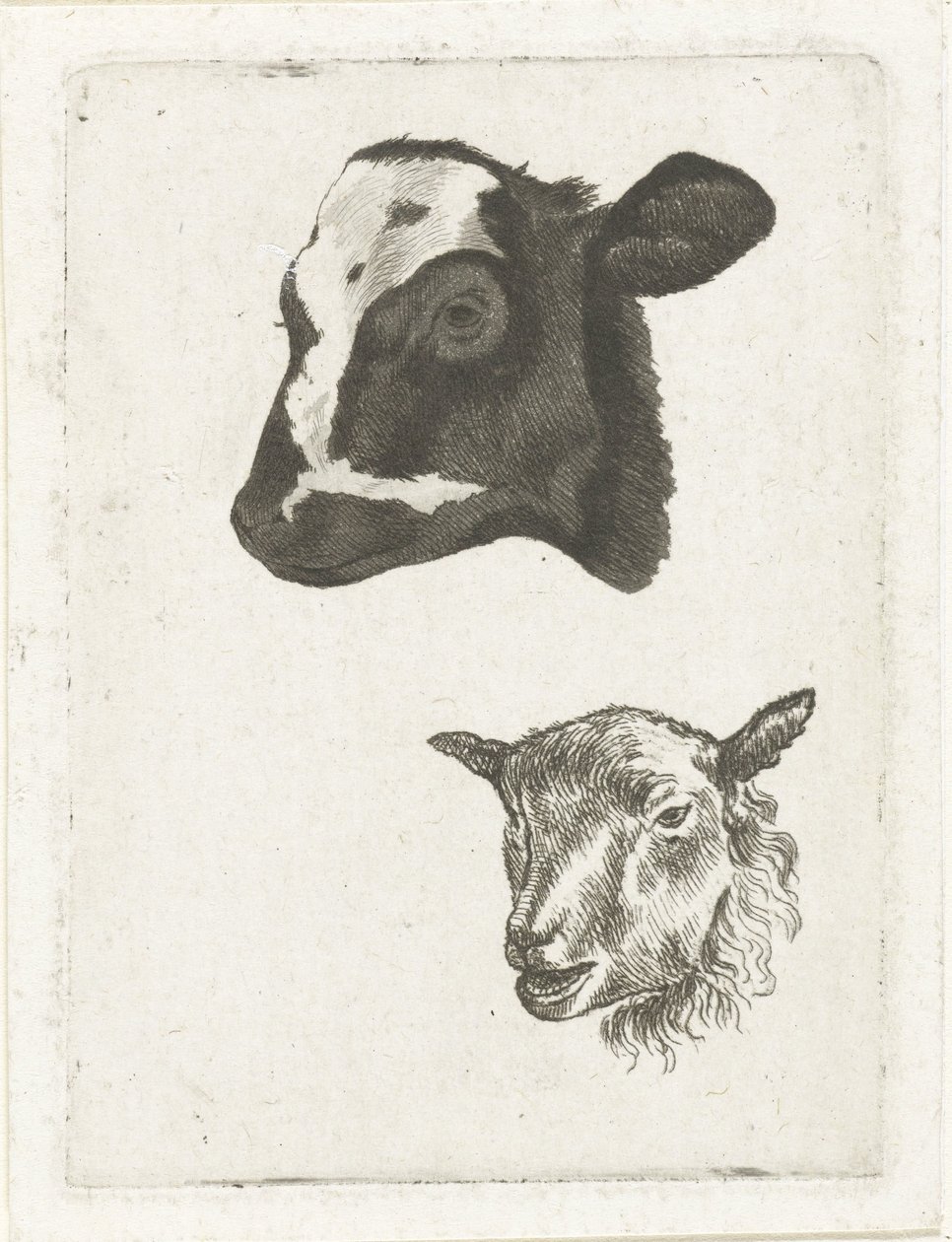 Cabeza de ternera y oveja de pelo negro de Pieter Barbiers (IV)