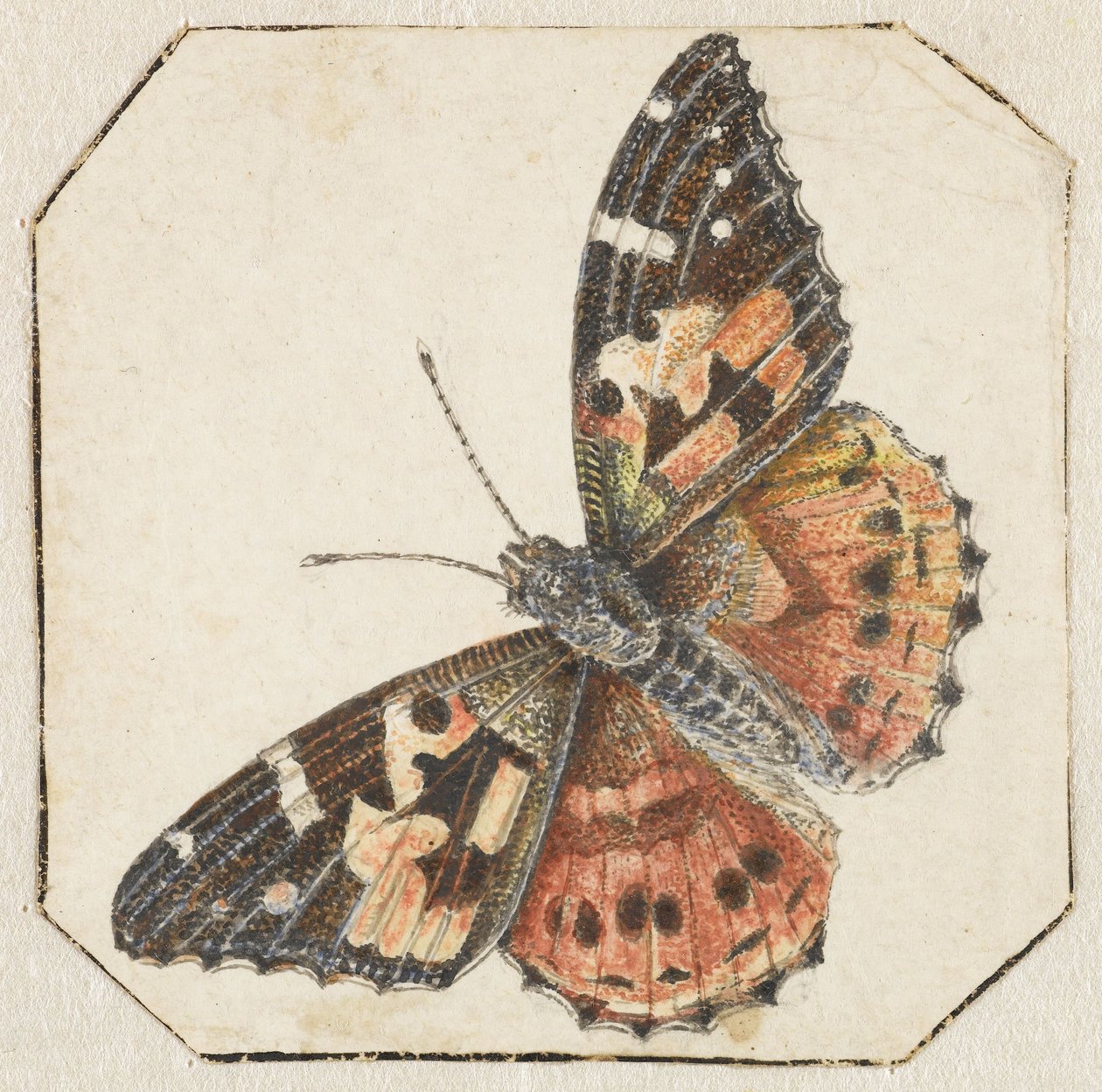 Mariposa del cardo (Vanessa cardui) de Pieter Barbiers (possibly)