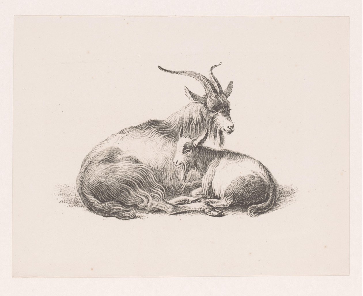 Buck y una cabra de Pieter Bartholomeusz. Barbiers