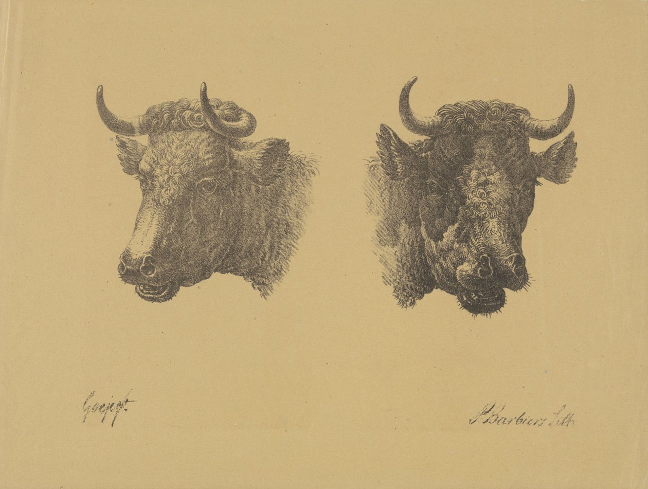 Dos cabezas de toro de Pieter Bartholomeusz. Barbiers