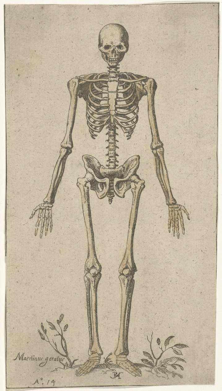 Esqueleto masculino, visto de frente Estudios anatómicos (título de la serie) de Pieter Feddes van Harlingen