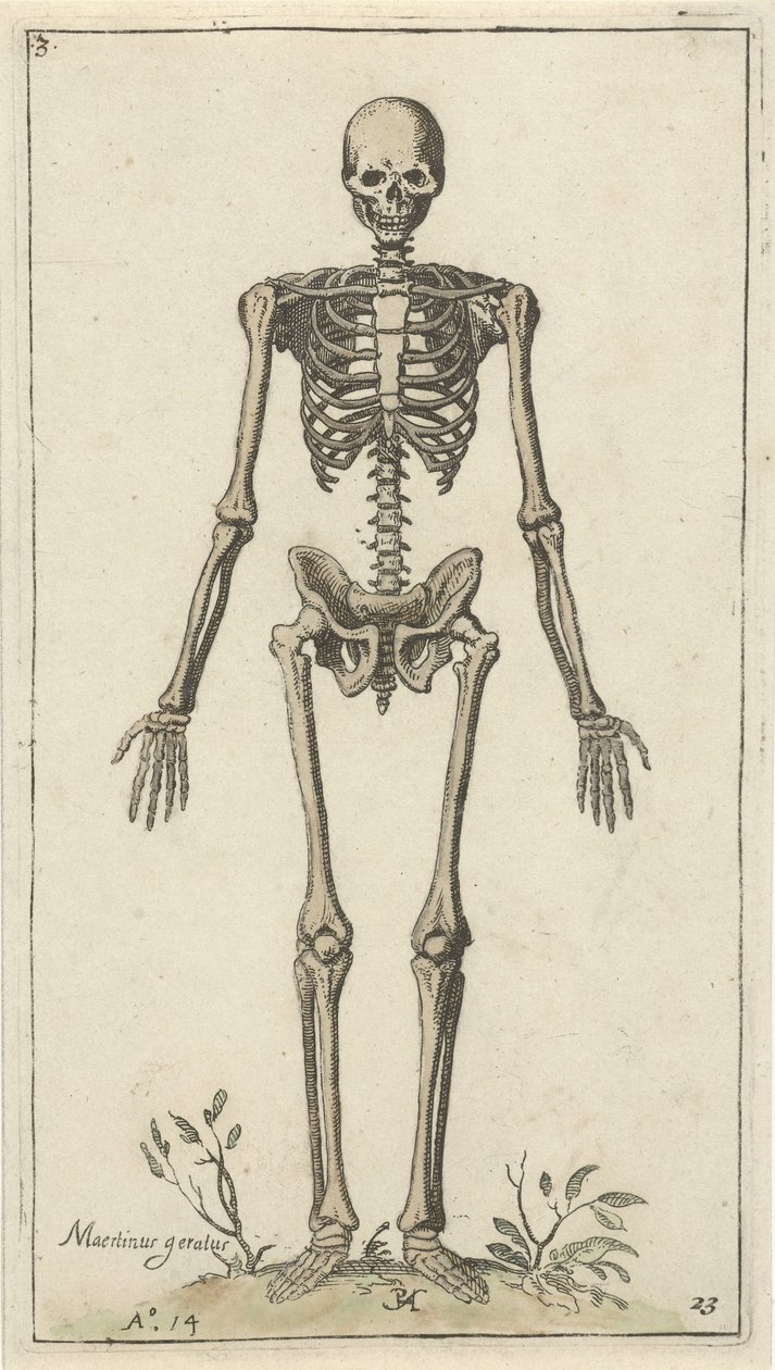 Esqueleto masculino, visto de frente Estudios anatómicos (título de la serie) de Pieter Feddes van Harlingen