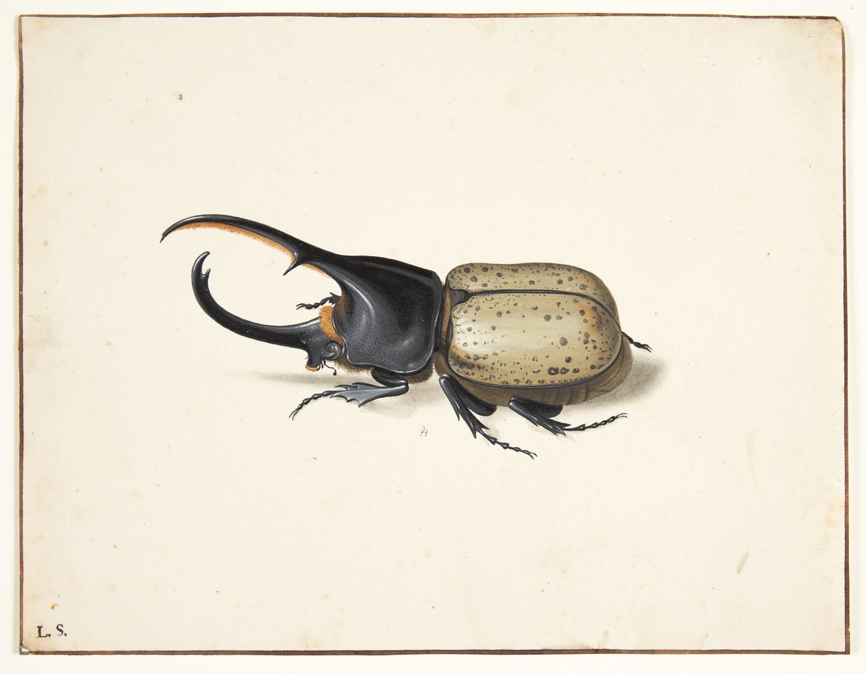 Un escarabajo hércules (dynastes hercules) de Pieter Holsteijn