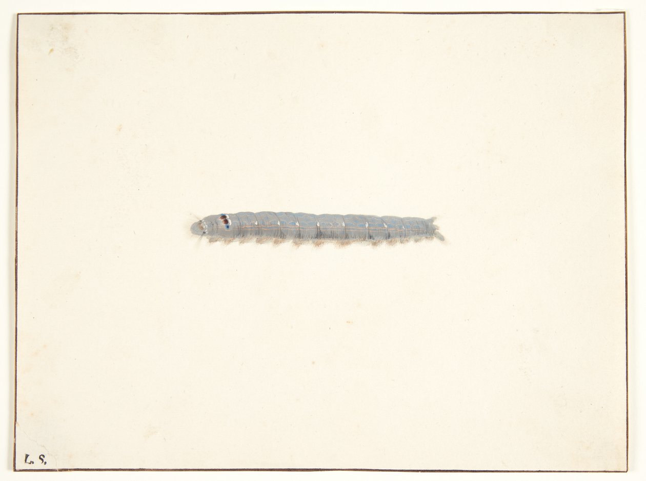 Una oruga de polilla nocturna de Pieter Holsteijn