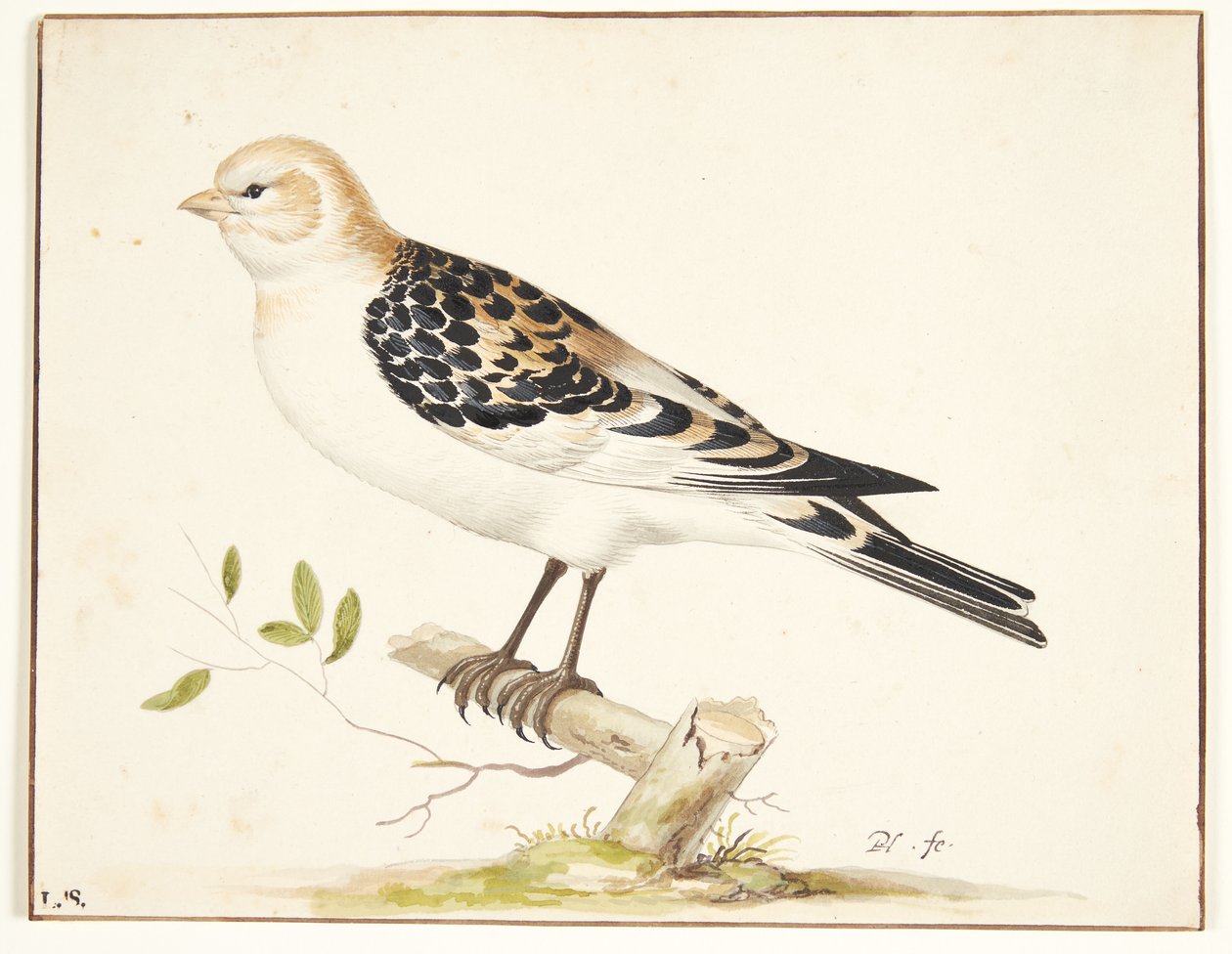 Un gorrión de nieve (plectrophenax nivalis) de Pieter Holsteijn