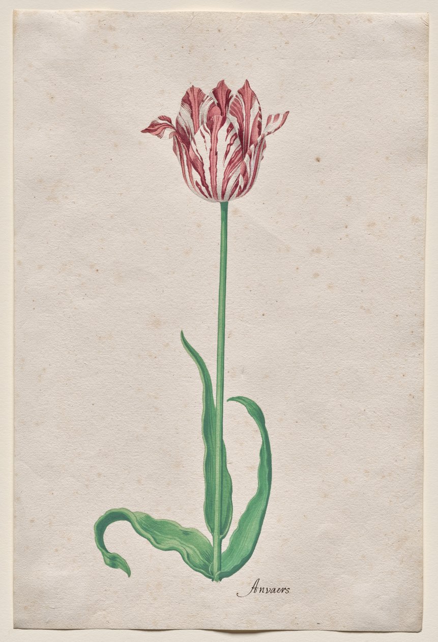 Estudio de un tulipán (Anvaers) de Pieter Holsteyn II