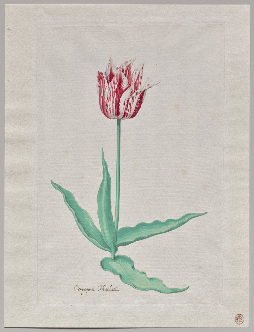 Estudio de un tulipán (Perregoen Machieu) de Pieter Holsteyn II