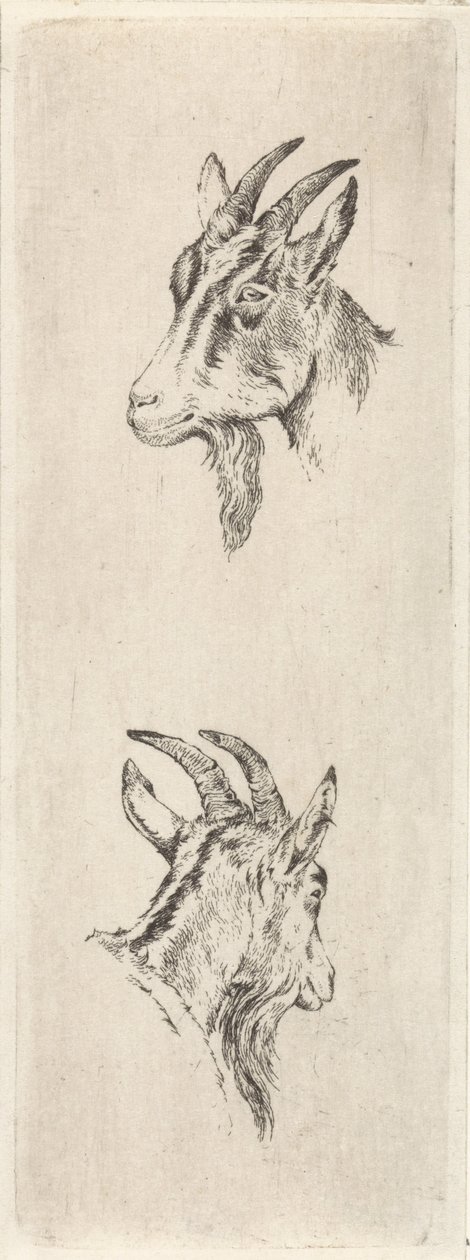 cabeza de cabra de Pieter Janson