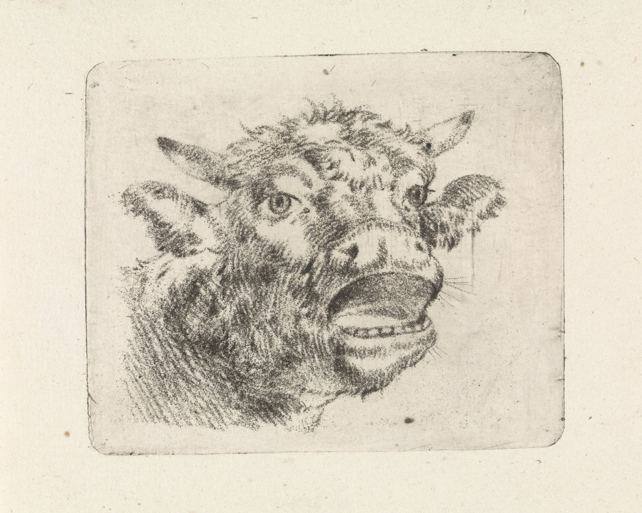 Cabeza de Vaca, bramando de Pieter Janson