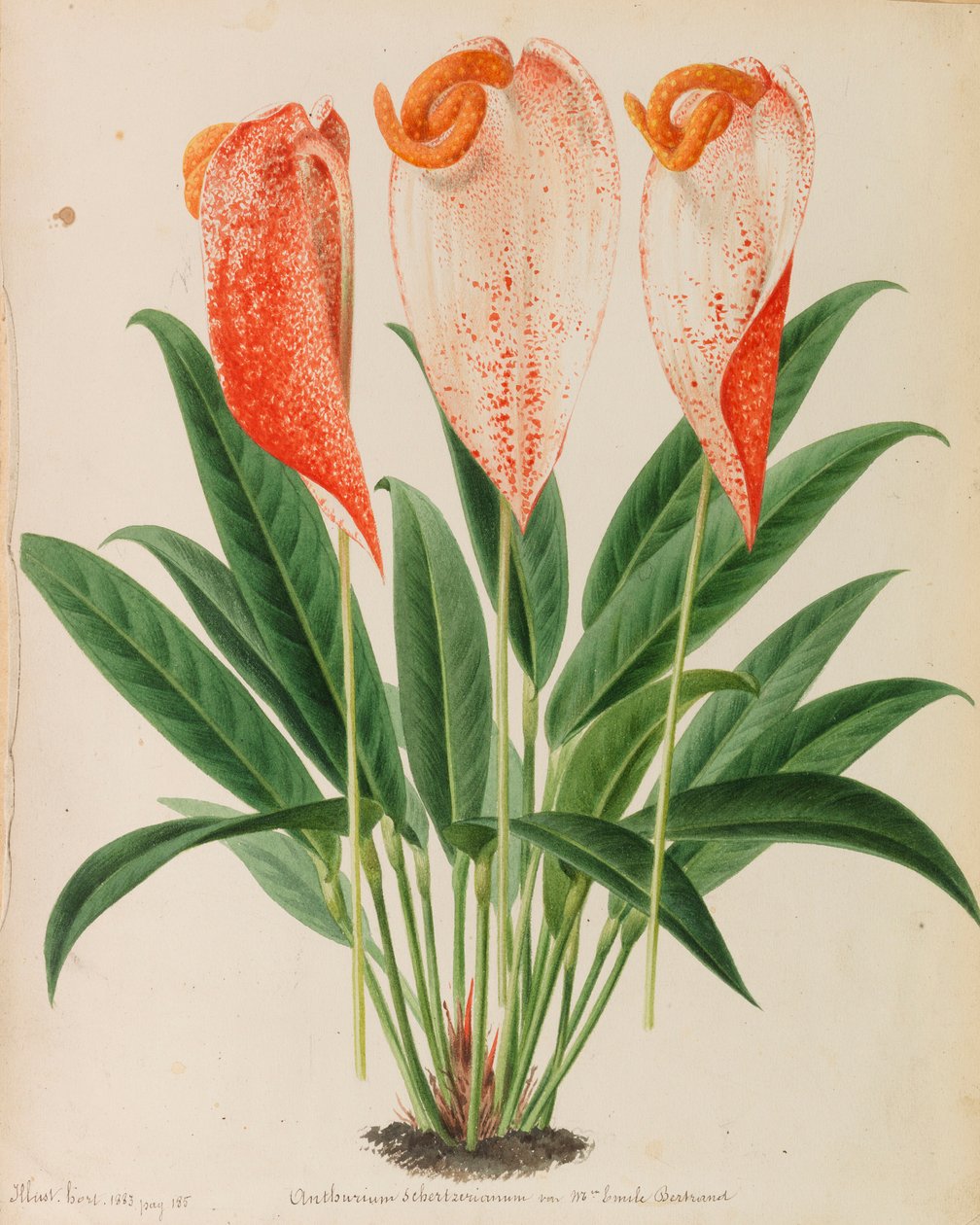 Originales de publicaciones de horticultura y arboricultura, 1878-1881 de Pieter Joseph de Pannemaeker