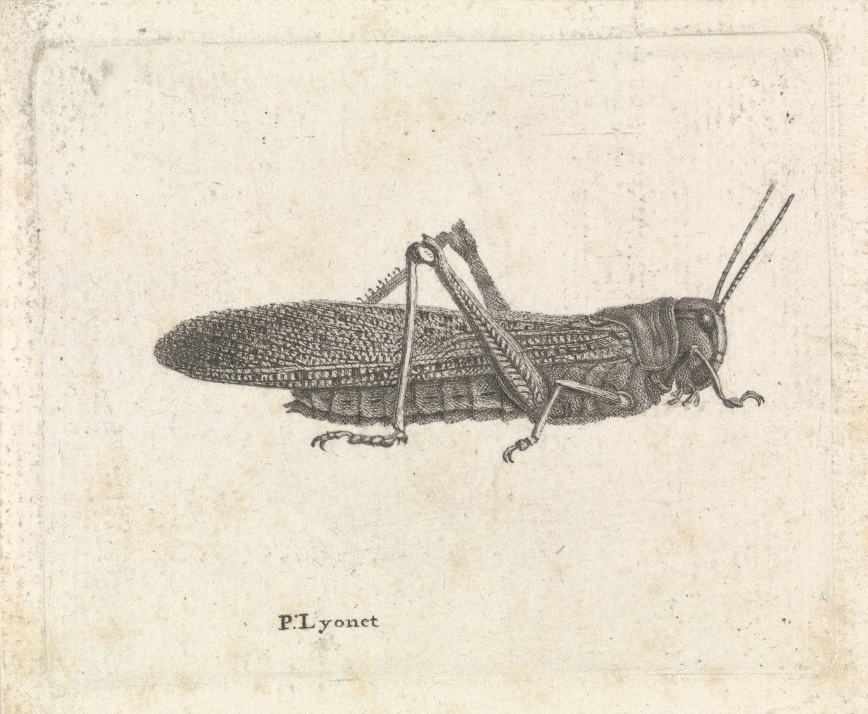 Saltamontes de Pieter Lyonet