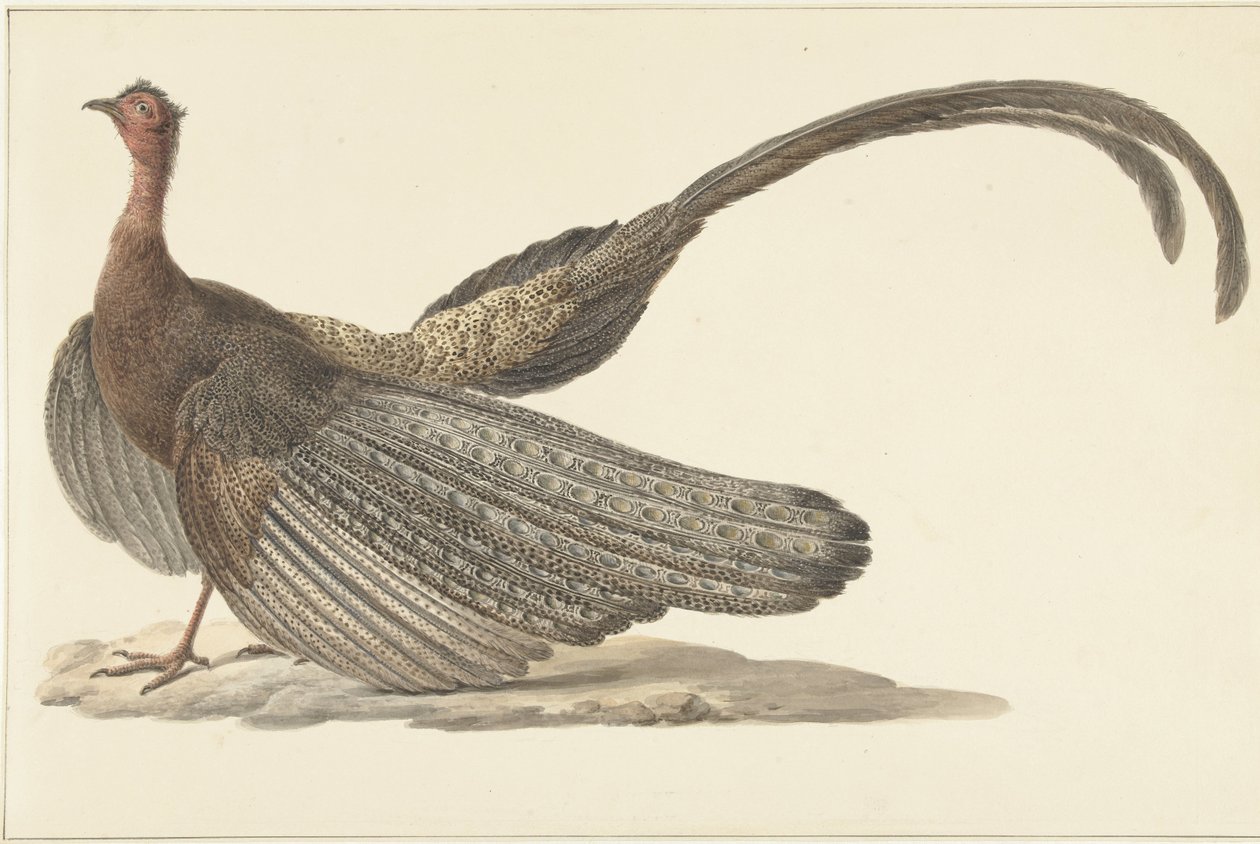 Faisán Argus de Pieter Pietersz. Barbiers