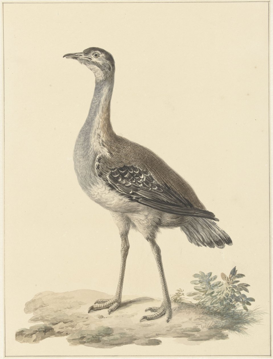 Trampa de Denham (Neotis denhami) de Pieter Pietersz. Barbiers