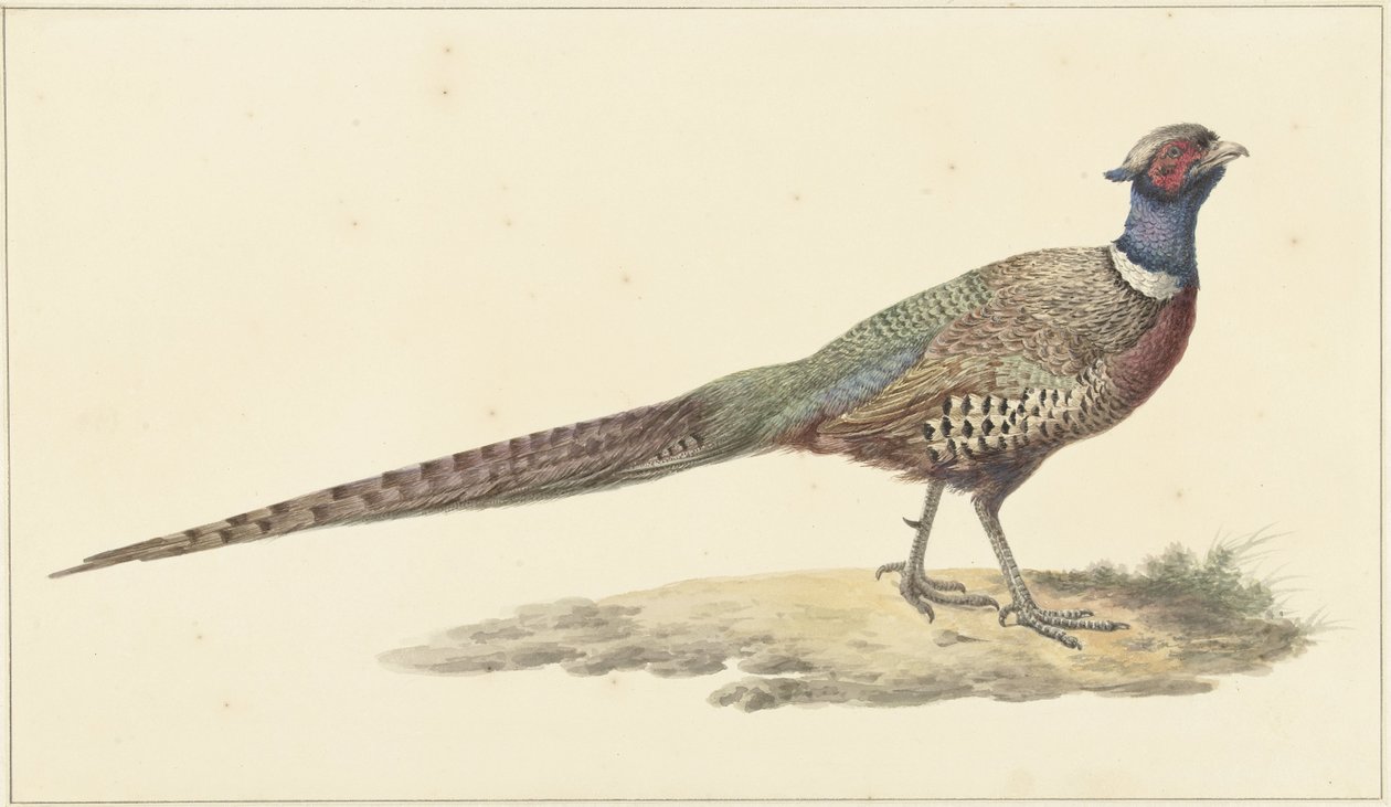 Faisán de Pieter Pietersz. Barbiers