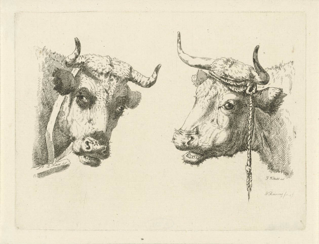 dos cabezas de vaca de Pieter Roosing