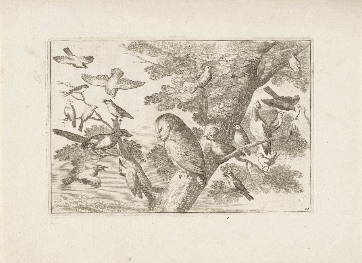 Uil en andere vogels en auge Aves diferentes (título de la serie) Las figuras más perfectas de diferentes pájaros (...) (título de la serie) de Pieter Schenk (I) (attributed to)