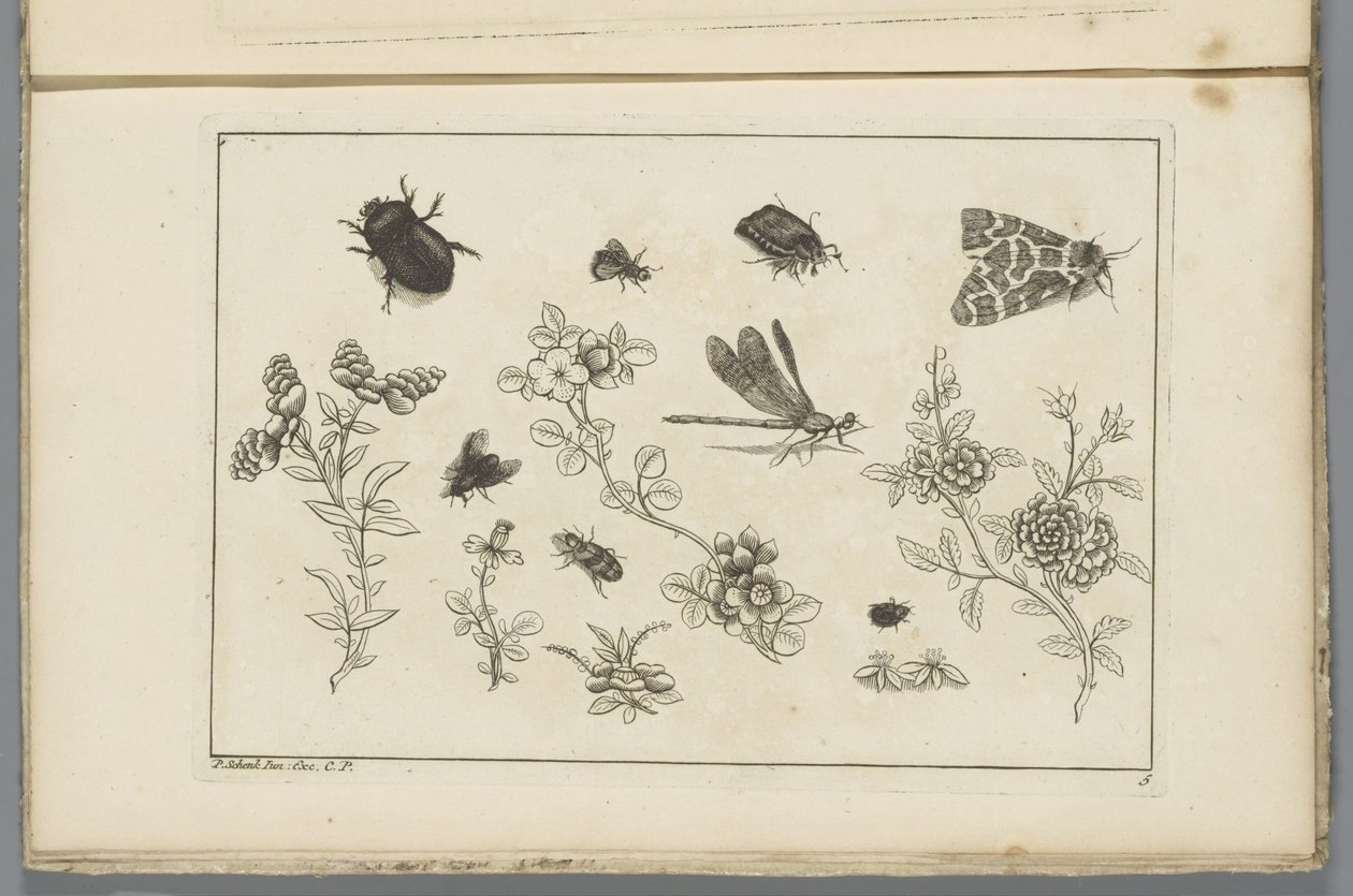 Ramas de flores con insectos
Flores e insectos chinos (título de la serie) de Pieter Schenk (II)