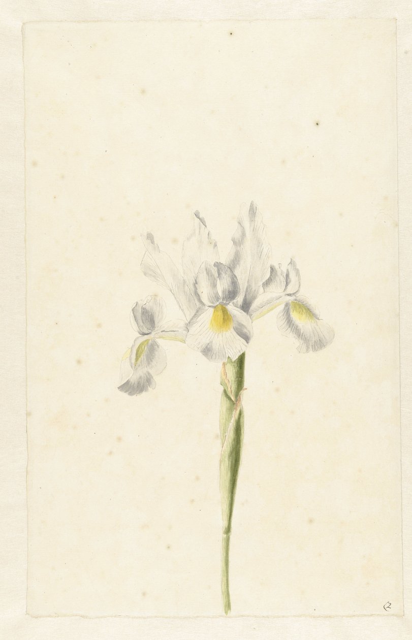 Lirio blanco (Iris albicans) de Pieter Withoos (circle of)