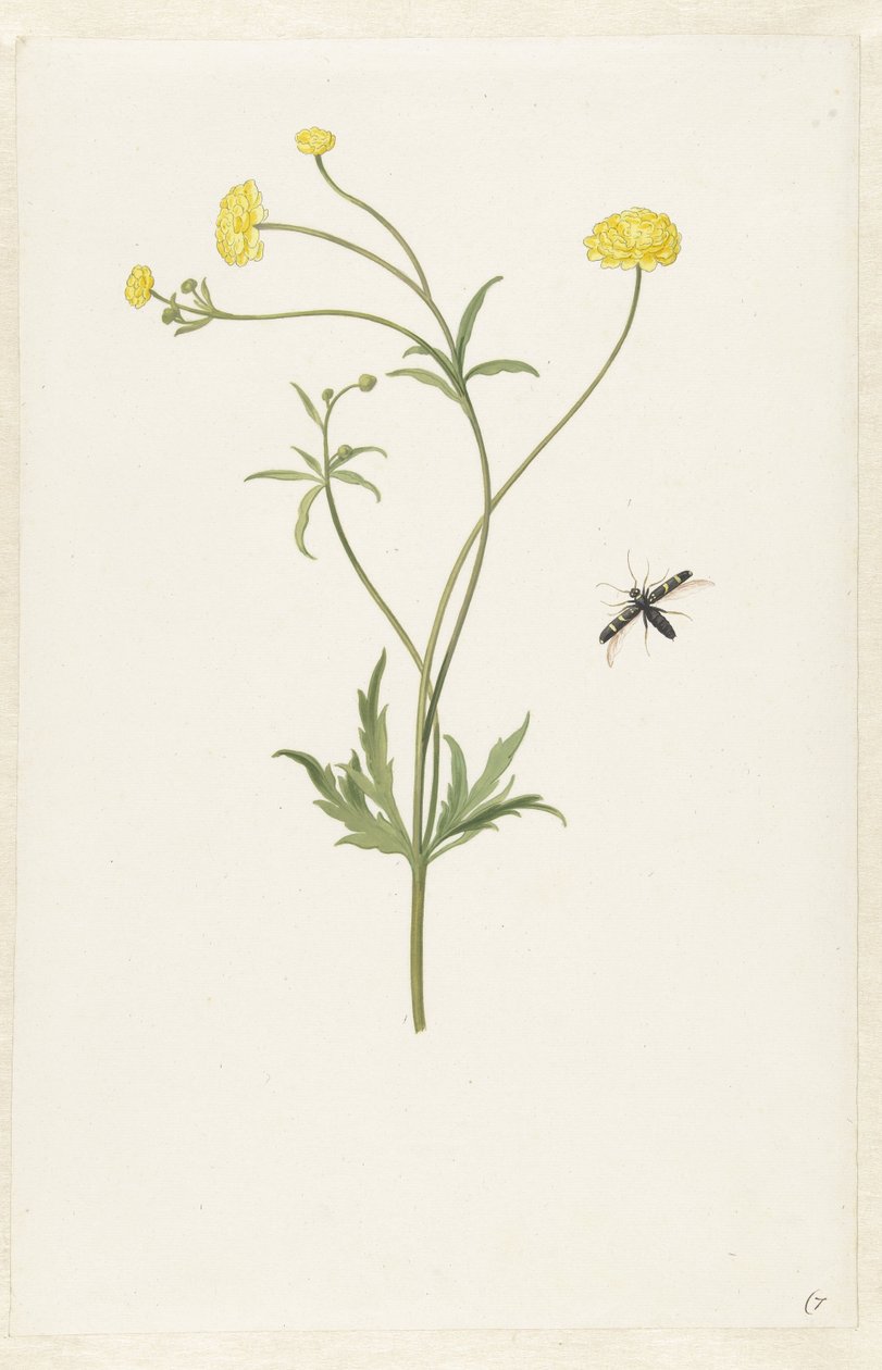 Doble ranúnculo amarillo e insecto de Pieter Withoos (possibly)