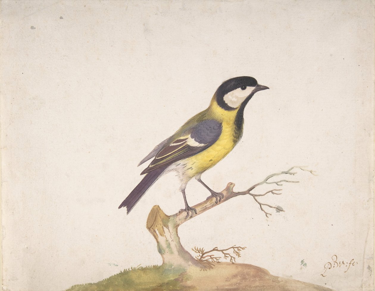 Un carbonero común Parus major posado en una rama, 1670-93 de Pieter Withoos