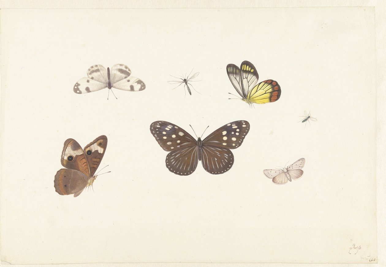 Hoja con cinco mariposas y dos moscas de Pieter Withoos