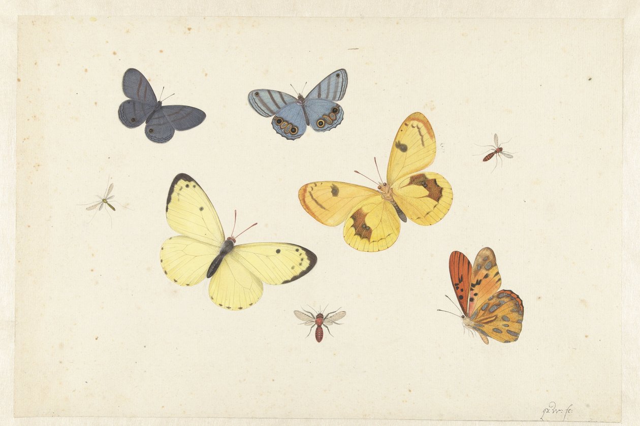 Hoja de estudios con cinco mariposas, una avispa y dos moscas
Hoja con cinco mariposas, una avispa y dos moscas de Pieter Withoos
